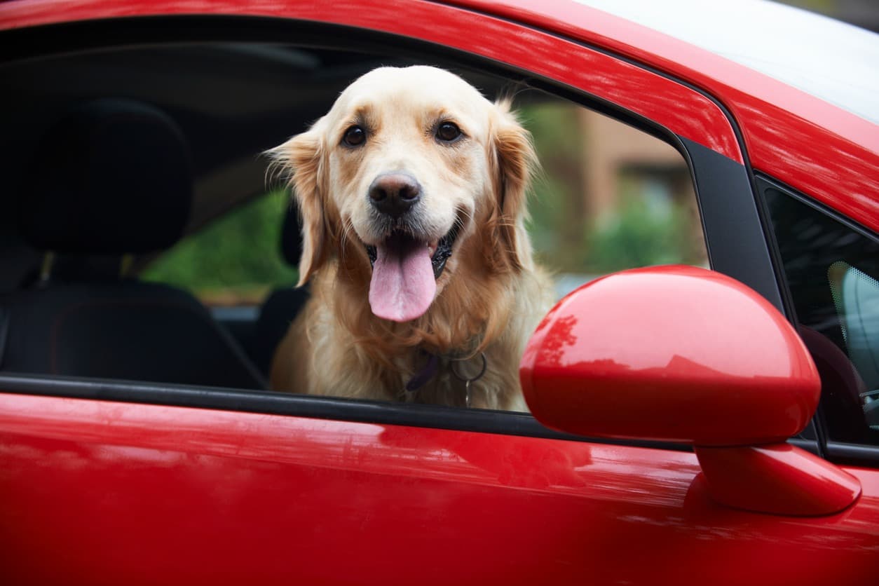 Happy dog in car